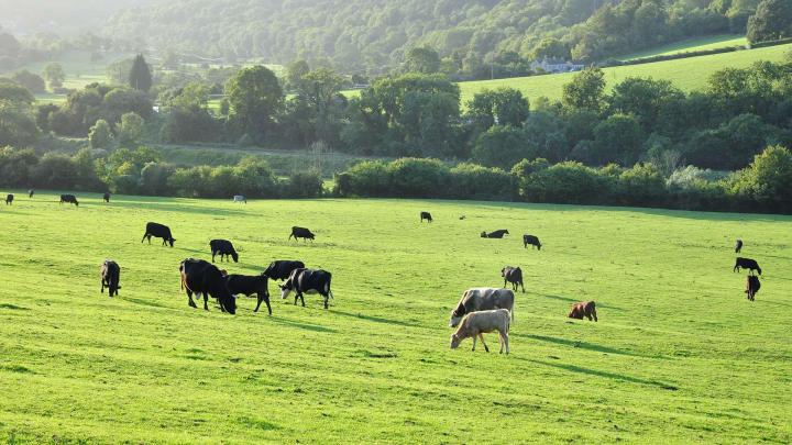 Entreprise d’élevage de brebis et de vaches à Orègue