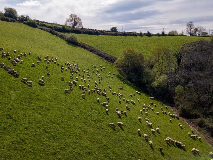 Ferme de mouton à Orègue