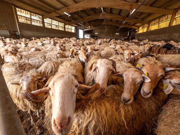 Ferme de mouton à Orègue