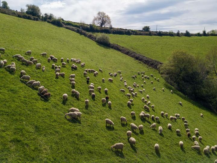 Ferme de mouton à Orègue