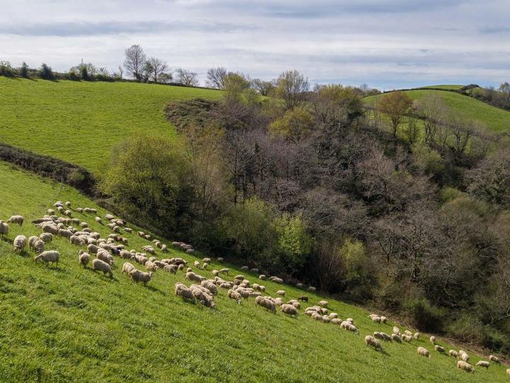 Ferme de mouton à Orègue