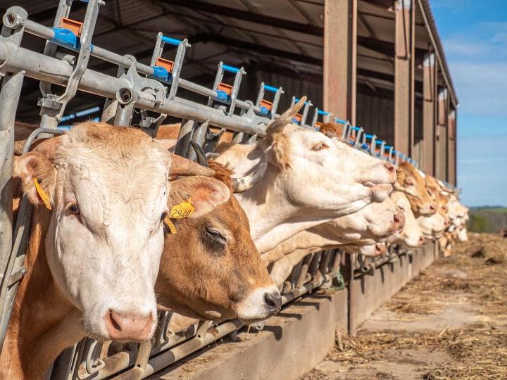 Ferme de veau à Orègue