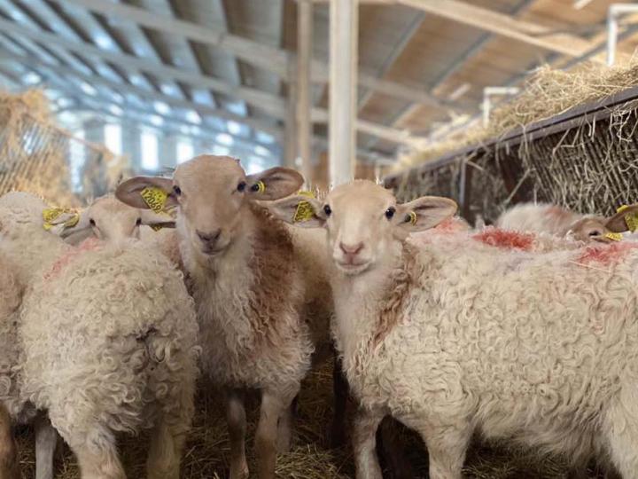 Brebis laitier à Orègue