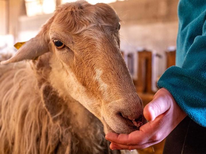 Vente de viande de mouton à Orègue