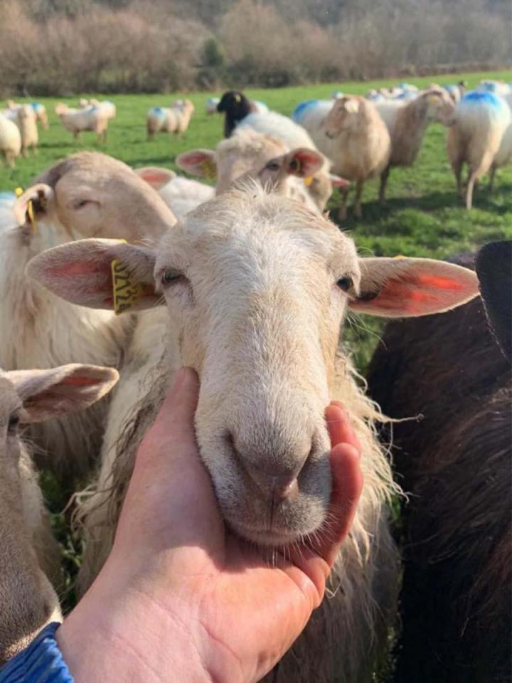 Elevage de brebis laitier à Orègue