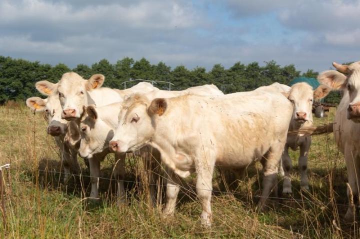 Comment choisir la viande de mouton et d'agneau la plus tendre et savoureuse ? Orègue